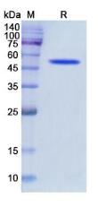 SDS-PAGE (LIPC-3725H).jpg